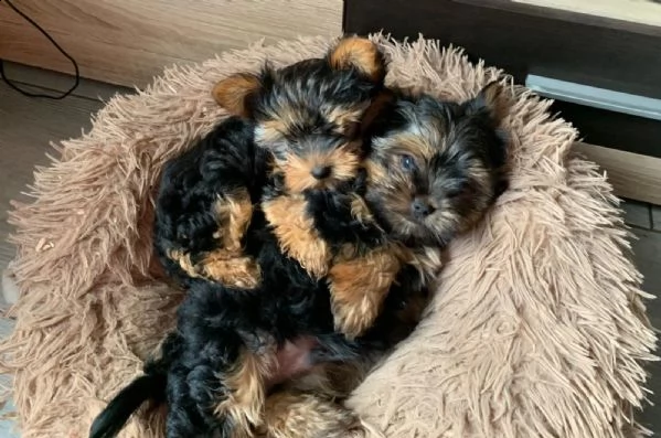 belllissimi cuccioli di yorkshire terrier | Foto 0