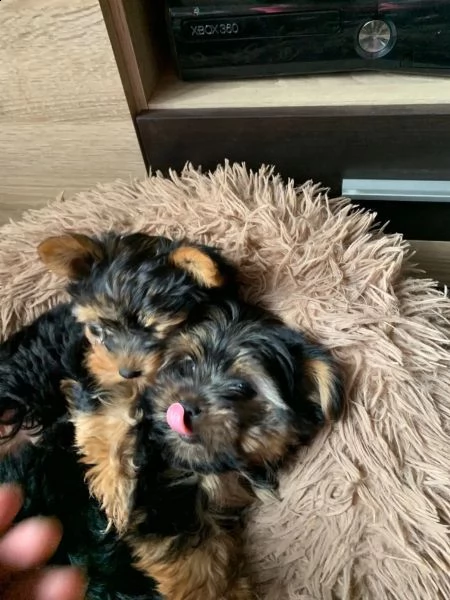 belllissimi cuccioli di yorkshire terrier