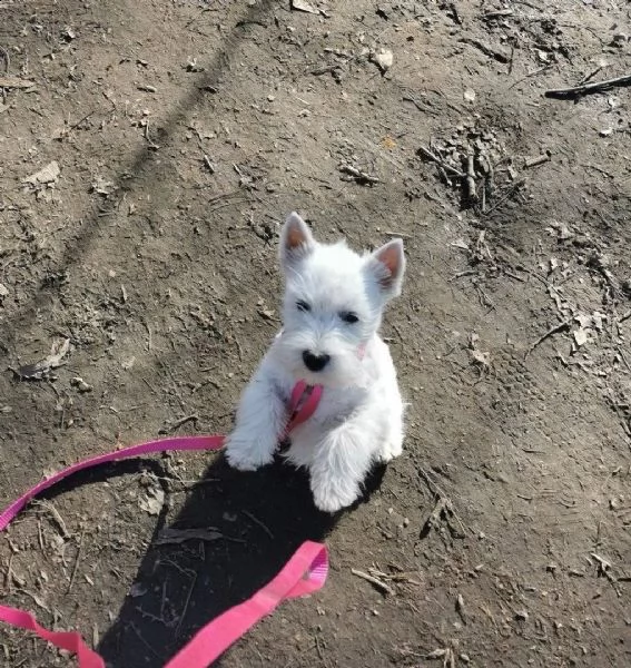 cuccioli tipici della razza west highland white terrir