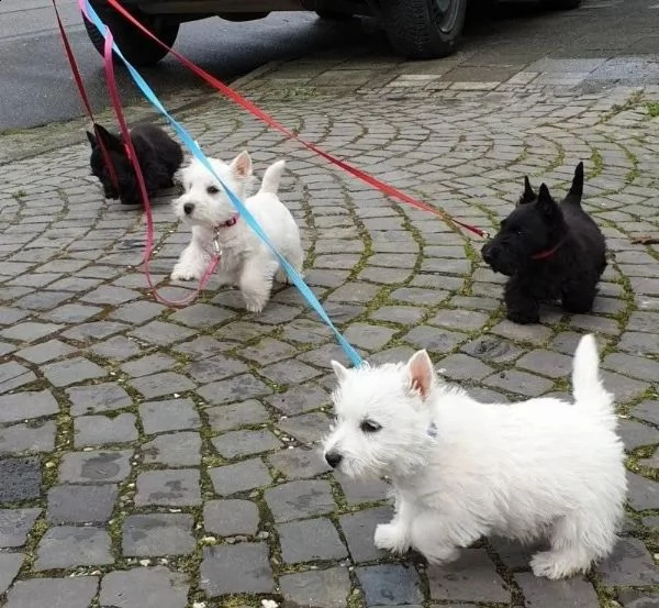 cuccioli tipici della razza west highland white terrir | Foto 1