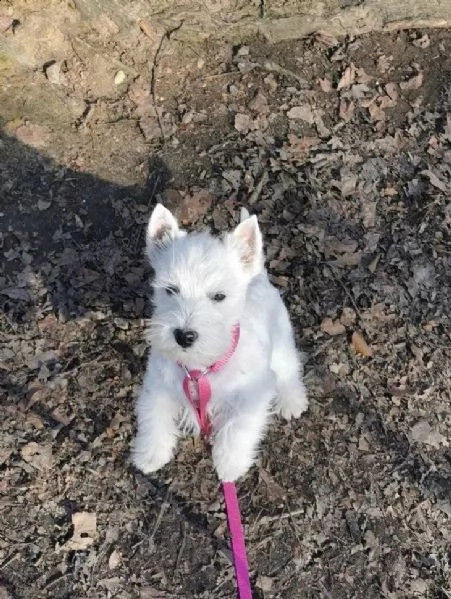 cuccioli tipici della razza west highland white terrir | Foto 0