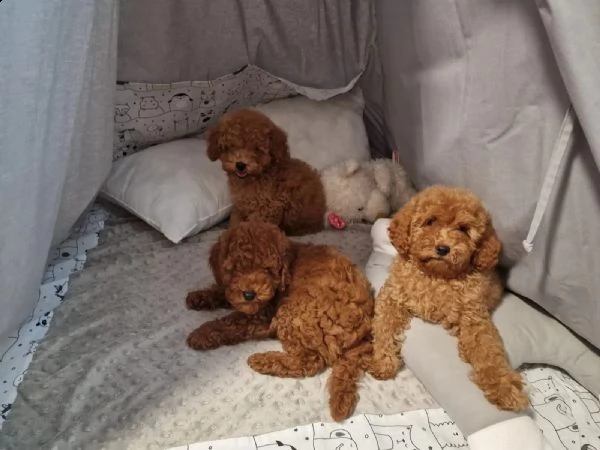  home annunci  tutta italia  cani  barbone nano cuccioli di barboncino abruzzo   dai pi visibi | Foto 2