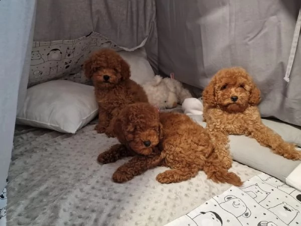  home annunci  tutta italia  cani  barbone nano cuccioli di barboncino abruzzo   dai pi visibi | Foto 1