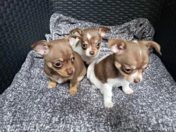 bellissimi cuccioli di chihuahua ti cercano