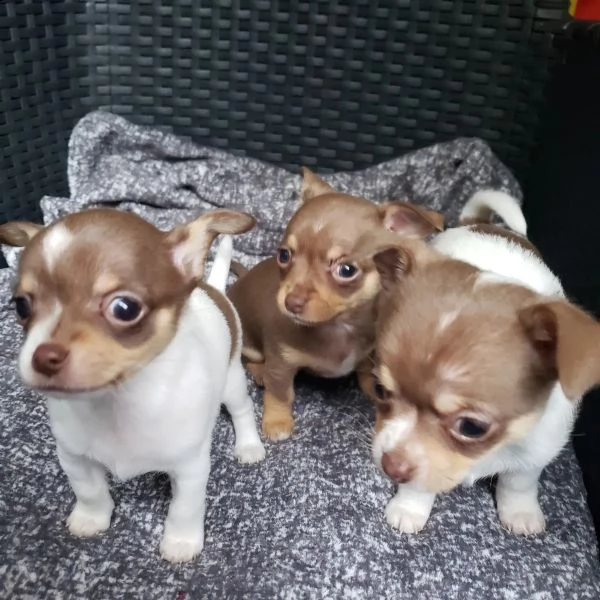 bellissimi cuccioli di chihuahua ti cercano | Foto 2