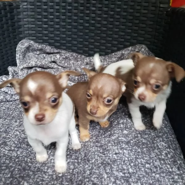 bellissimi cuccioli di chihuahua ti cercano | Foto 1