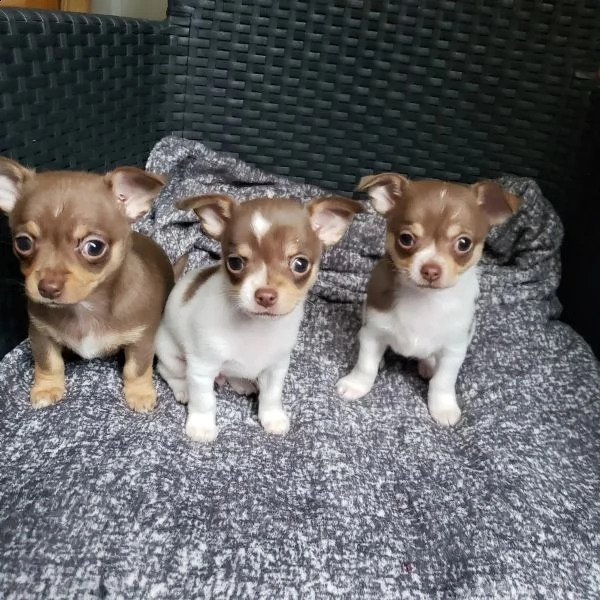 bellissimi cuccioli di chihuahua ti cercano | Foto 0