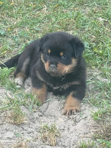 cuccioli di rottweiler | Foto 2