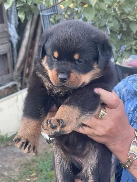 cuccioli di rottweiler | Foto 1