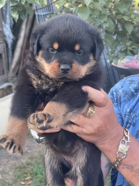 cuccioli di rottweiler | Foto 0