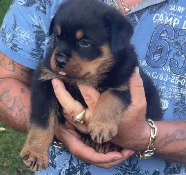 cuccioli di rottweiler