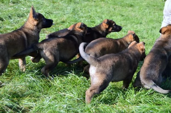 cuccioli pastore tedesco