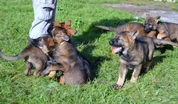 cuccioli pastore tedesco | Foto 2