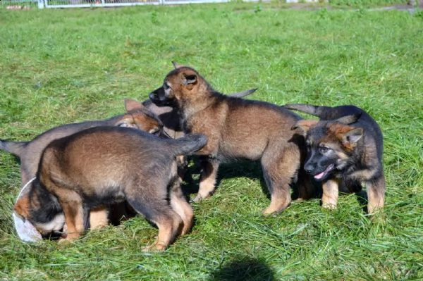 cuccioli pastore tedesco | Foto 0