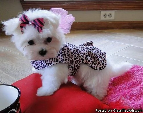 adorabili cuccioli maltesi per amanti degli animali maschi e femmine i cuccioli sono carini a propo