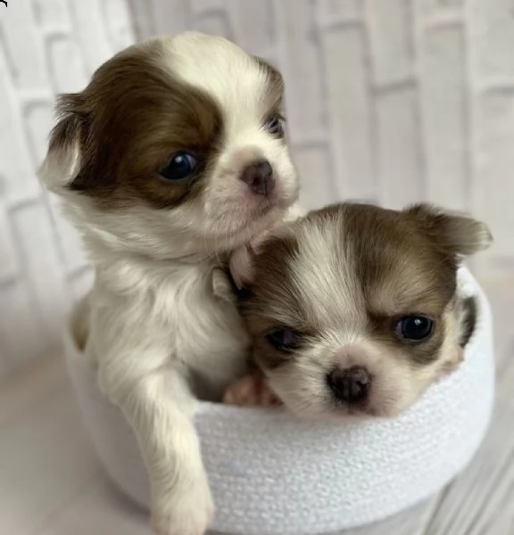 due cuccioli di chihuahua di razza pura maschi a pelo corto in blu fulvo e nero focato stanno cerc | Foto 1