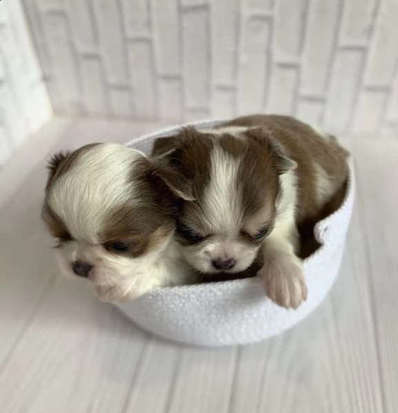 due cuccioli di chihuahua di razza pura maschi a pelo corto in blu fulvo e nero focato stanno cerc | Foto 0