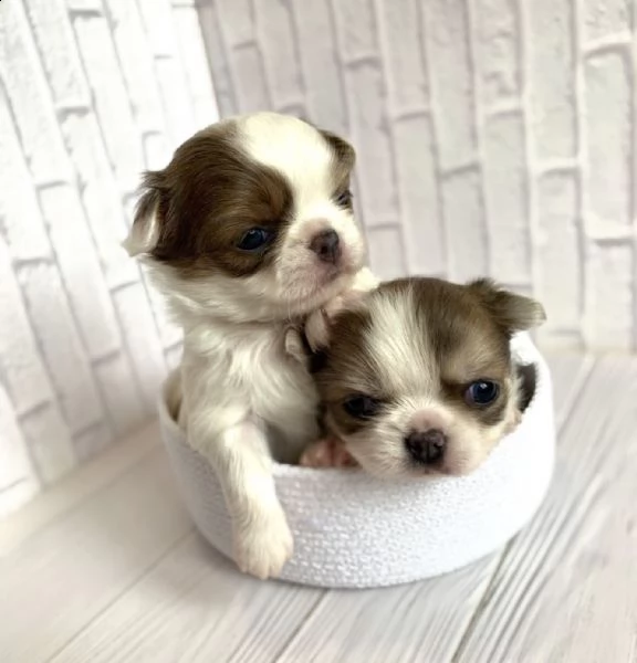 due cuccioli di chihuahua di razza pura maschi a pelo corto in blu fulvo e nero focato stanno cerc