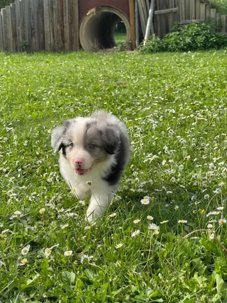 cuccioli di pastore australiano asca dal 231123 | Foto 2