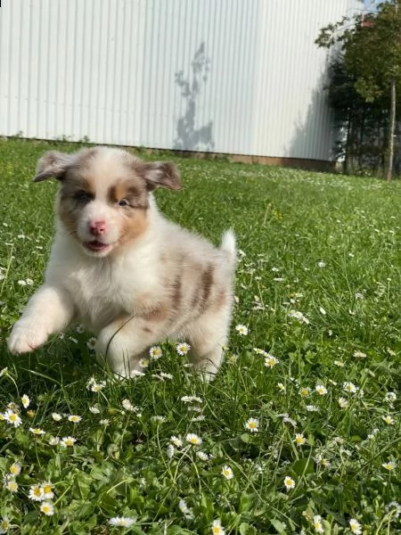 cuccioli di pastore australiano asca dal 231123 | Foto 1