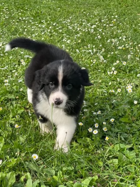 cuccioli di pastore australiano asca dal 231123 | Foto 0