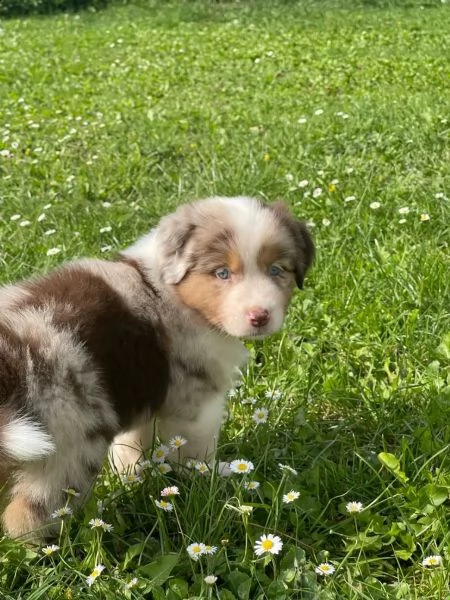 cuccioli di pastore australiano asca dal 231123