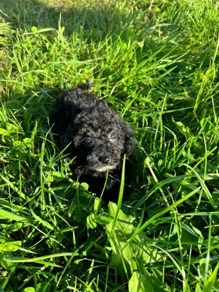 dolci e adorabili cuccioli di barboncino taglia toy | Foto 2