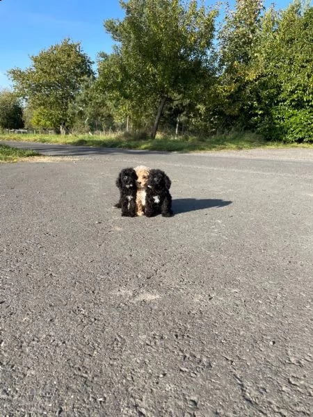 dolci e adorabili cuccioli di barboncino taglia toy | Foto 1