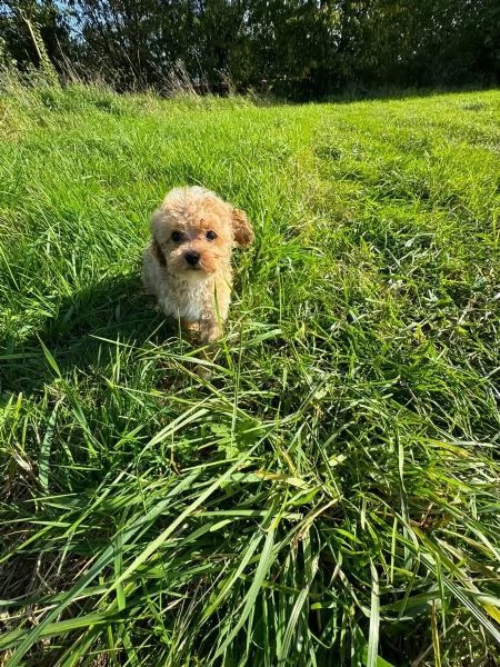 dolci e adorabili cuccioli di barboncino taglia toy | Foto 0