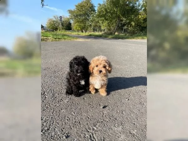 dolci e adorabili cuccioli di barboncino taglia toy