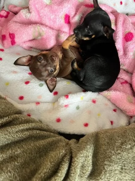 disponibili cuccioli di chihuahua | Foto 2