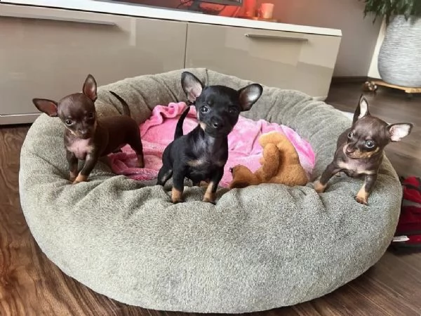 disponibili cuccioli di chihuahua | Foto 1