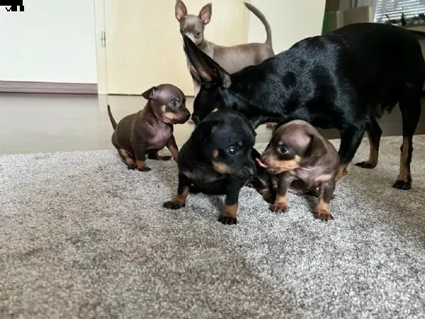 disponibili cuccioli di chihuahua | Foto 0