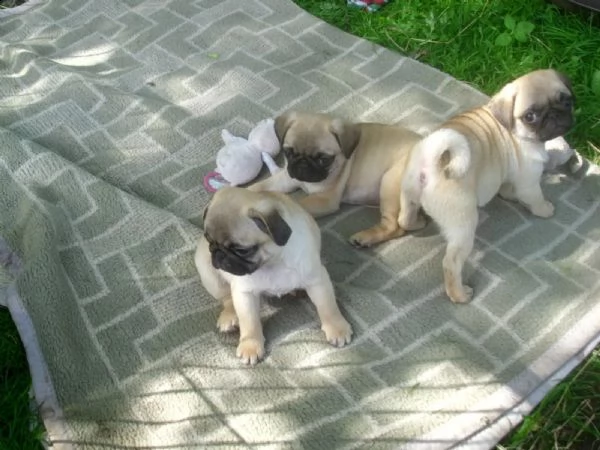 stupendi cuccioli carlini con pedigree | Foto 3