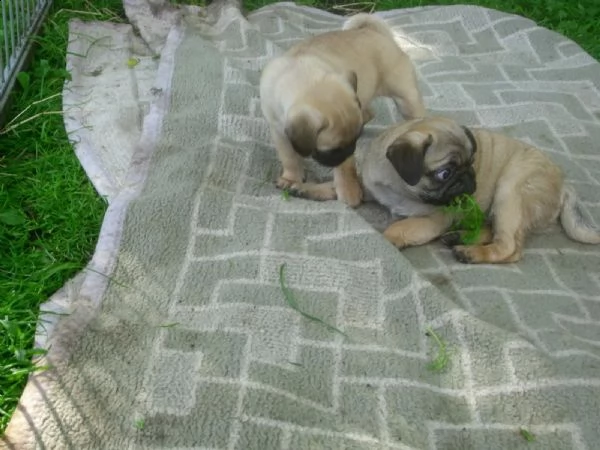 stupendi cuccioli carlini con pedigree | Foto 1