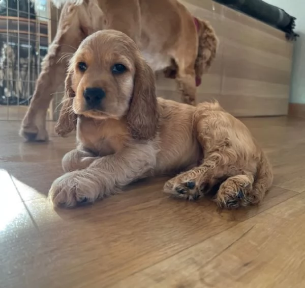 bellissimi cuccioli di cocker spaniel maschi e femmine pronti | Foto 0