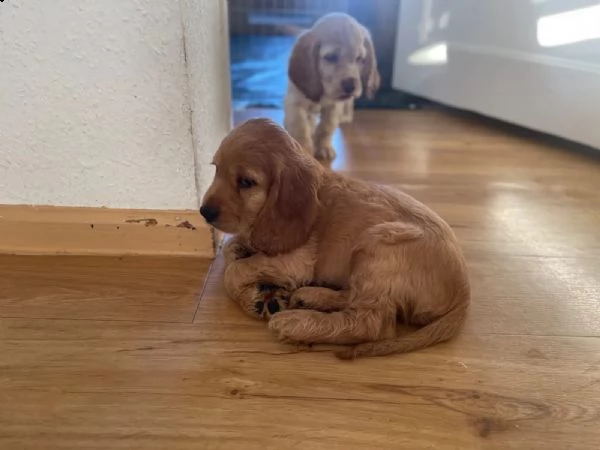 bellissimi cuccioli di cocker spaniel maschi e femmine pronti