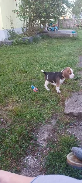 cuccioli di razza beagle | Foto 1