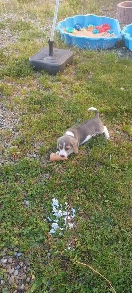 cuccioli di razza beagle | Foto 0