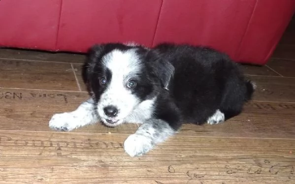 cuccioli border collie altissima genealogia