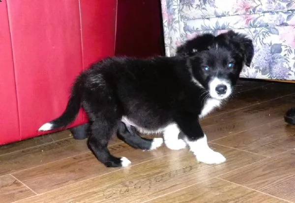 cuccioli border collie altissima genealogia | Foto 5