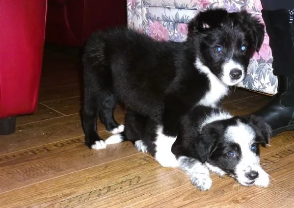 cuccioli border collie altissima genealogia | Foto 4