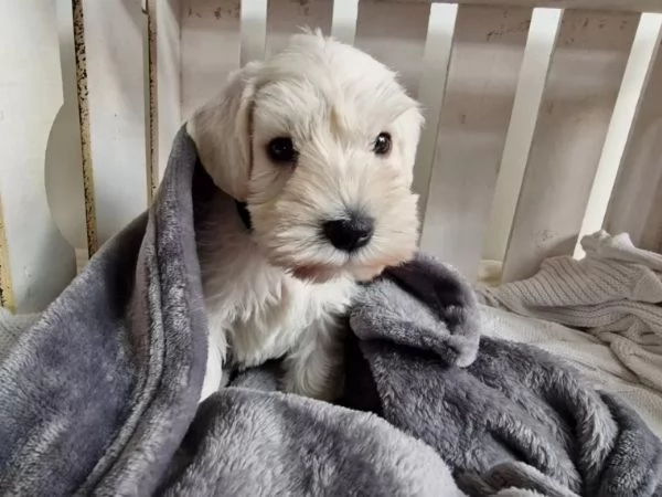 Cuccioli di Schnauzer nano | Foto 0