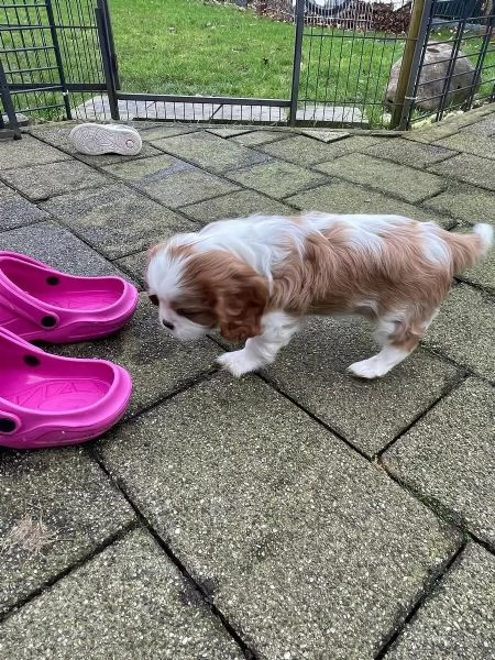 3 Disponibili cuccioli Cavalier King Charles | Foto 2