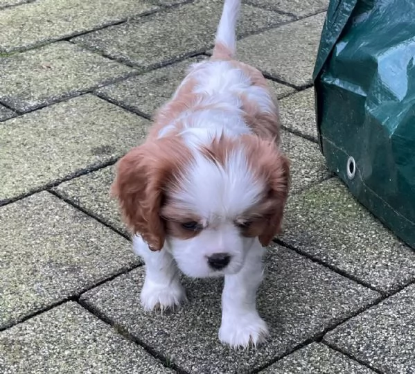 3 Disponibili cuccioli Cavalier King Charles | Foto 0