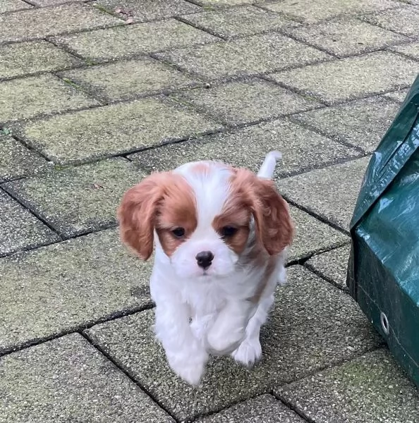 3 Disponibili cuccioli Cavalier King Charles
