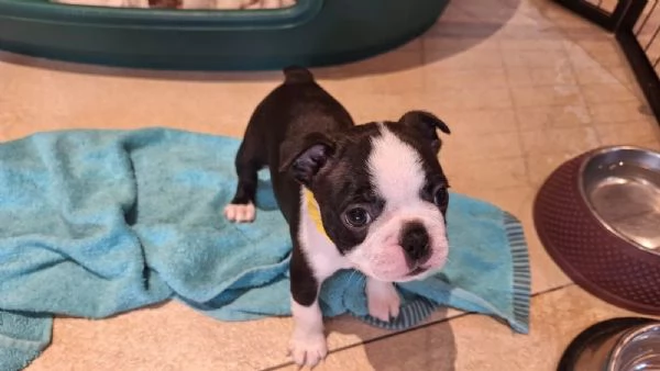 Dolcissimi cuccioli di Boston terrier | Foto 3