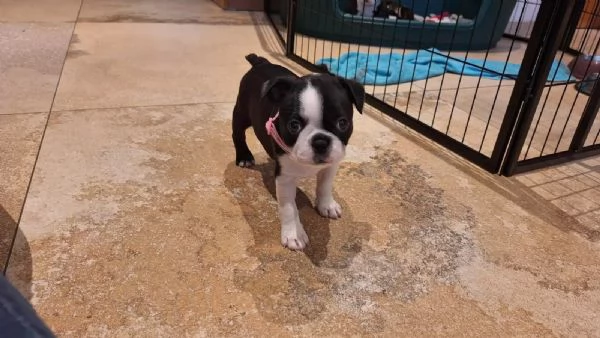 Dolcissimi cuccioli di Boston terrier | Foto 2