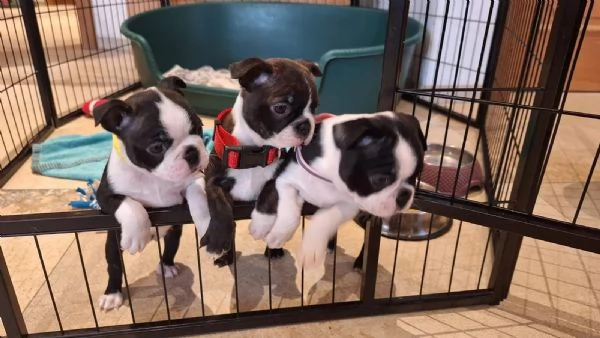 Dolcissimi cuccioli di Boston terrier | Foto 1