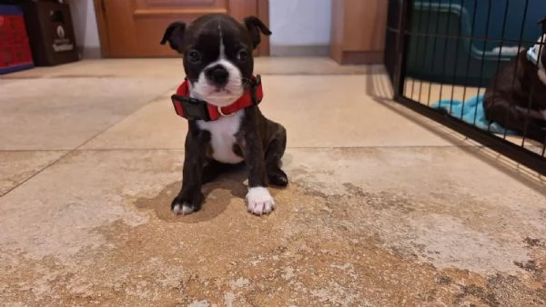 Dolcissimi cuccioli di Boston terrier | Foto 0